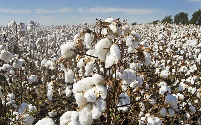 Australia scrambles to find customers outside of China for its cotton