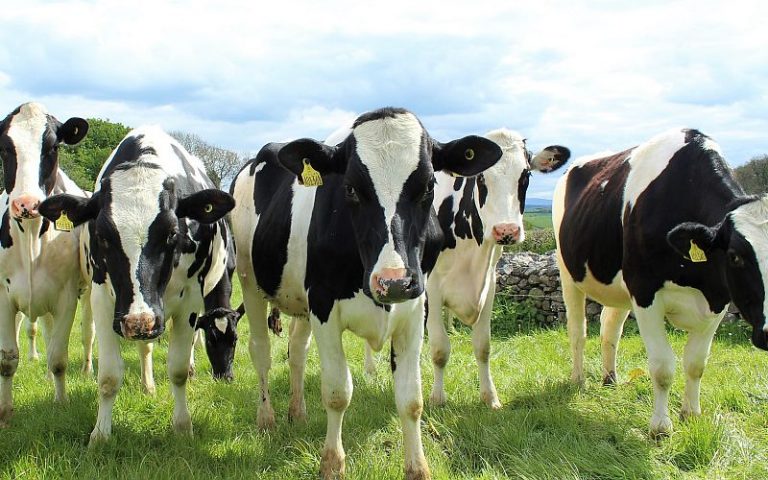 US challenges Canada’s dairy tariff-rate quotas under new trade pact