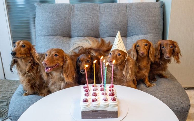 3 DIY cakes to celebrate your dog’s birthday with