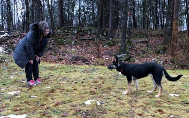 Dodgy dog scams rife in Canada