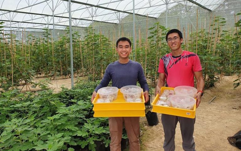 Auditors trade cushy job to rough it out as fig-growers