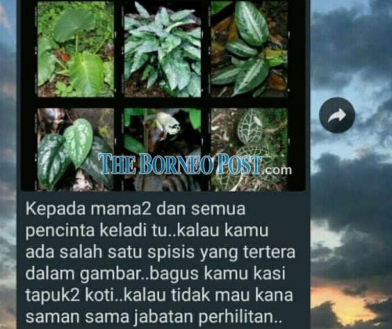 Alocasia plant not protected by law