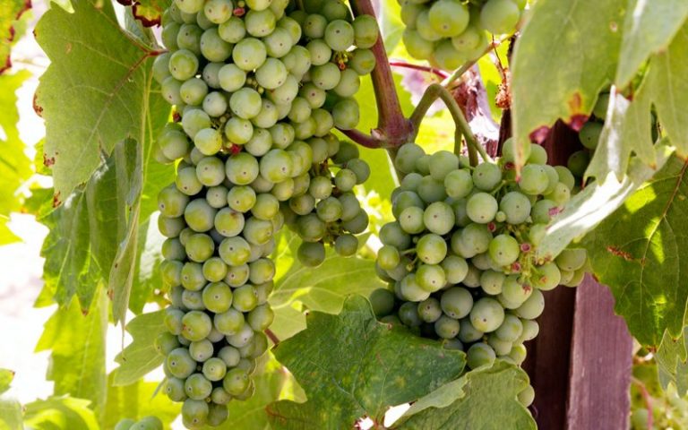 Why some grapes can withstand climate change