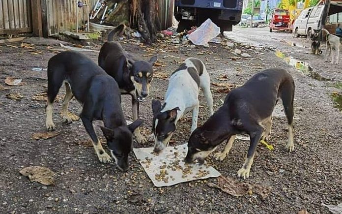 Covid-19 sees rise in stray animal numbers and drop in donations