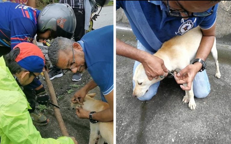Malaysians unite to rescue trapped dog on Karak Highway