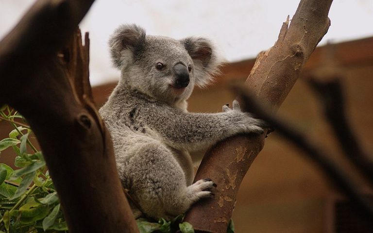 Australia’s ‘black summer’ bushfires killed or harmed over 60,000 koalas