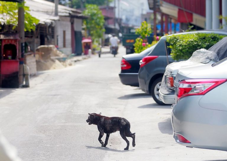 Health D-G: Another rabies-related death reported in Sarawak