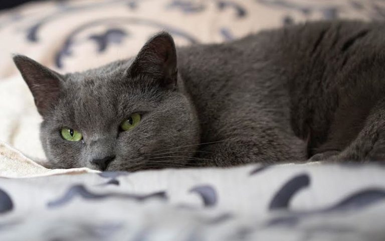 Hati-hati ya, kucing juga boleh cemburu