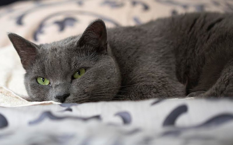 Hati-hati ya, kucing juga boleh cemburu