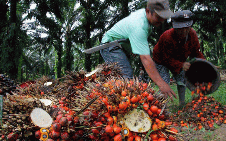 China’s palm oil futures pose no threat for now, traders say