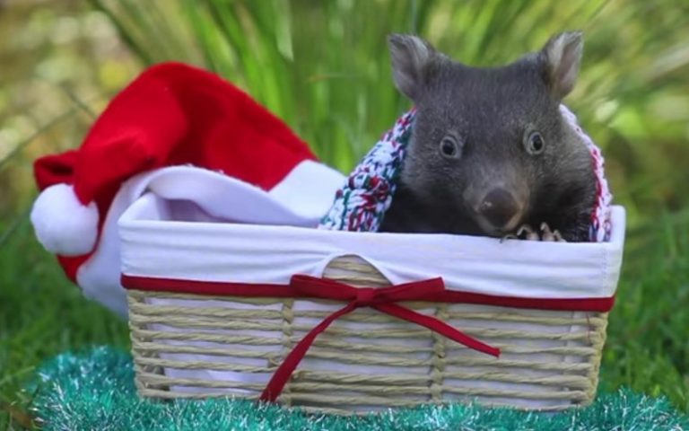 Animals celebrate Christmas at Australia Reptile Park