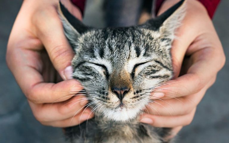 A cat owner’s guide to common illnesses