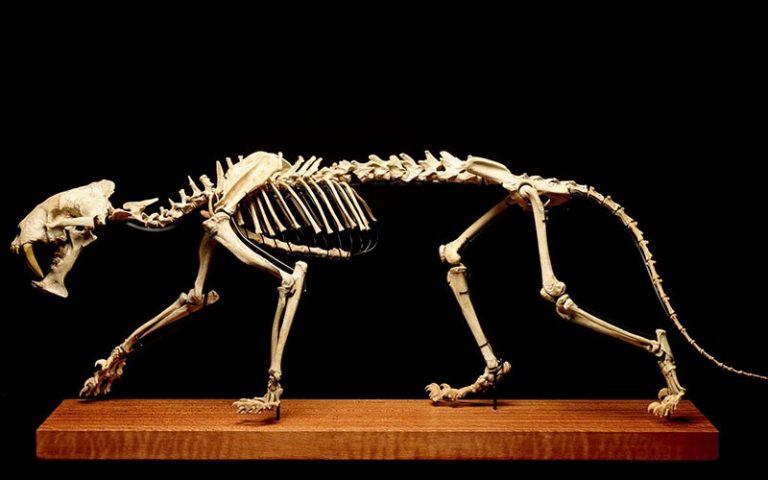 40-million-year-old skeleton up for auction in Geneva