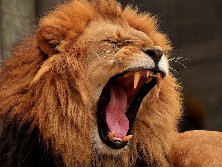 In second known case, lions at Barcelona Zoo catch Covid-19
