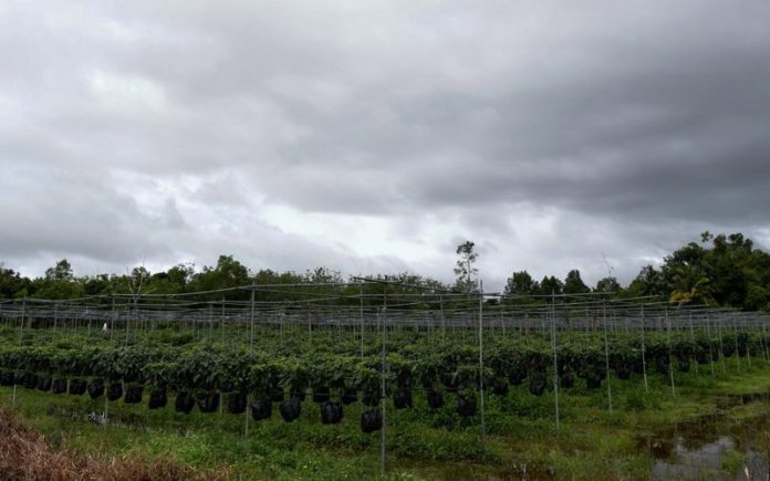 Lebih 10,000ha tanah terbiar di Johor gagal diguna untuk pertanian