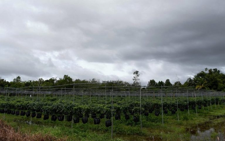 Lebih 10,000ha tanah terbiar di Johor gagal diguna untuk pertanian