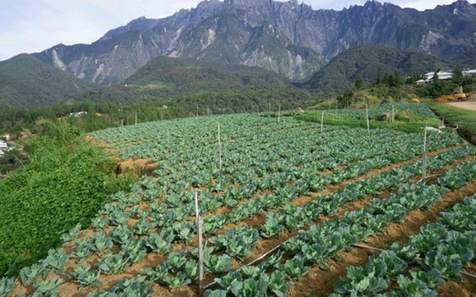 Crop diversity key to unlock potential of agriculture, say experts