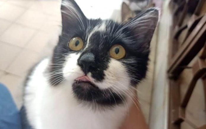 Chonky the cat has a big heart and an even bigger belly