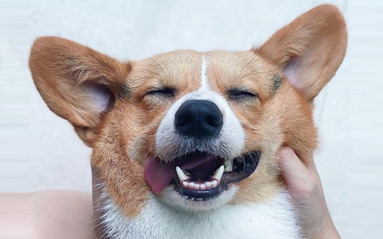 This cute corgi has the ‘Ace’ in his paws