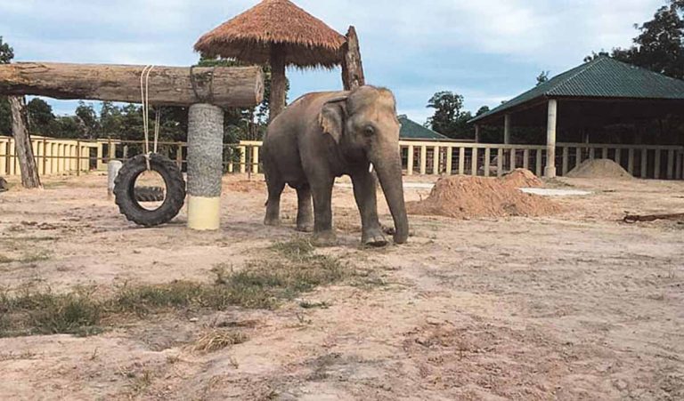 ‘Loneliest’ elephant very happy in Cambodia