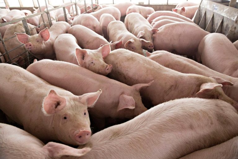 US farmers are breeding fewest hogs in almost 3 years
