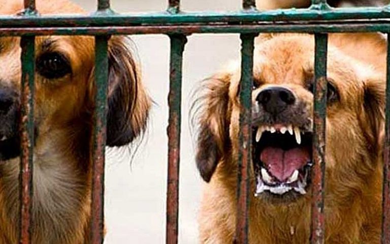Vaccinate dogs in Sarawak to curb rabies, says ex-deputy health minister