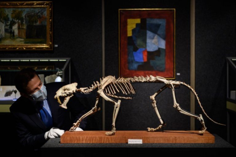 ‘Sabre-toothed tiger’ skeleton sells for more than $84,000