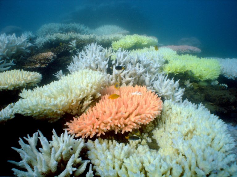 Australia’s Great Barrier Reef status lowered to critical and deteriorating