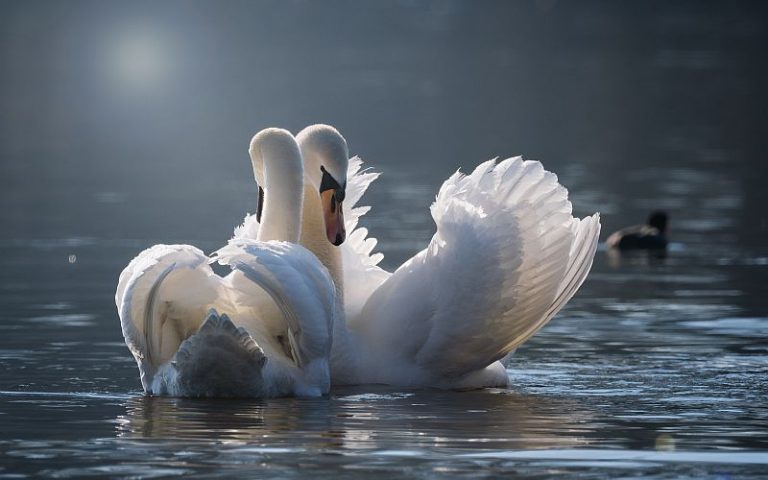 Mourning swan holds up 23 trains after partner dies on German track