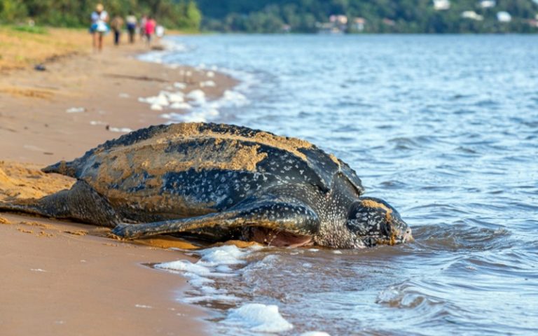 Ecuador discovers endangered leatherback turtle nest