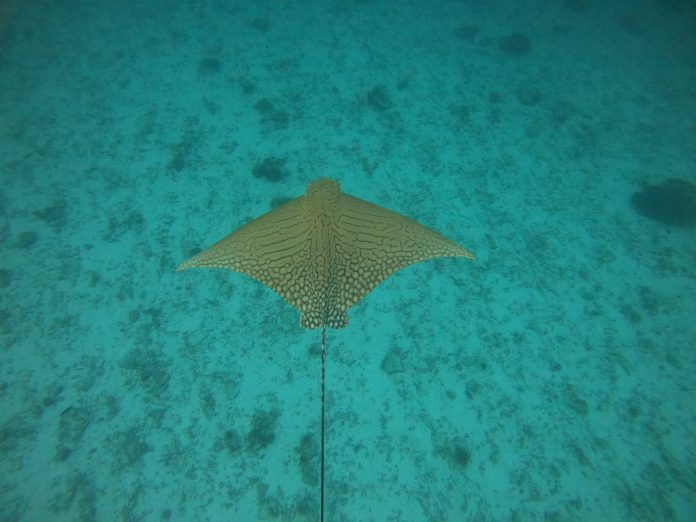 Sabah-led research sheds light on rare eagle ray