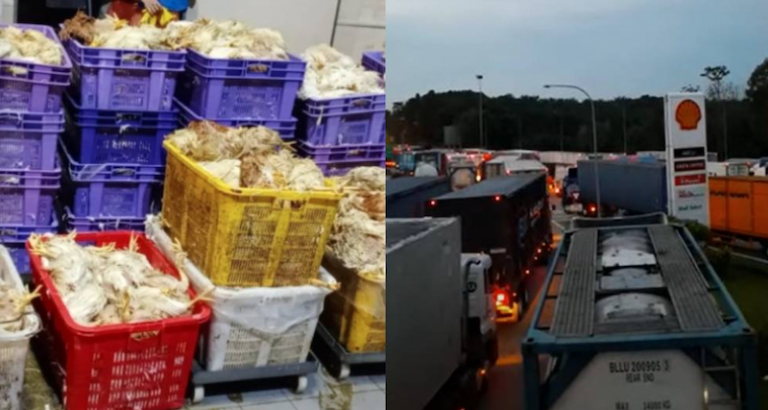 Stuck due to delays at Tuas checkpoint, thousands of chickens die from Johor to Singapore