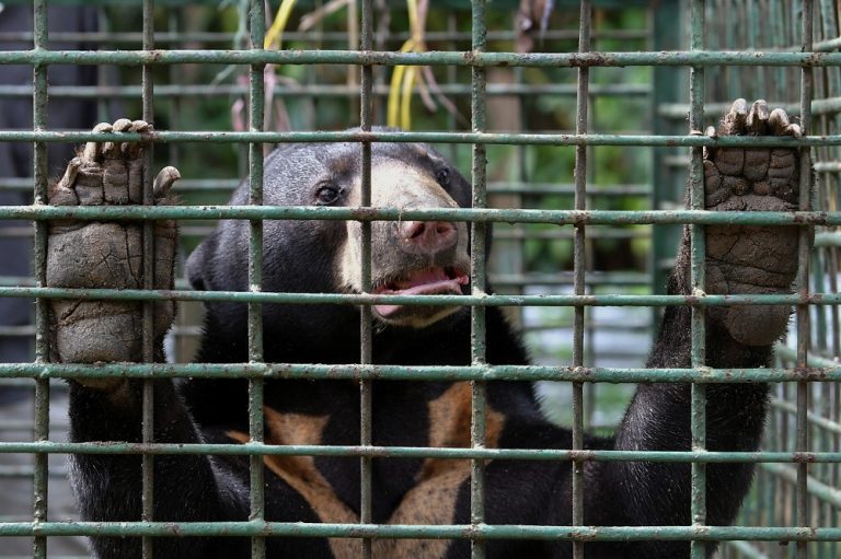 Wildlife Dept captures two male sun bears in Terengganu
