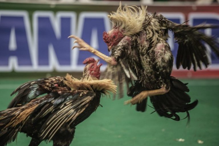 Five senior citizens among 14 nabbed for cockfight gambling in Perak
