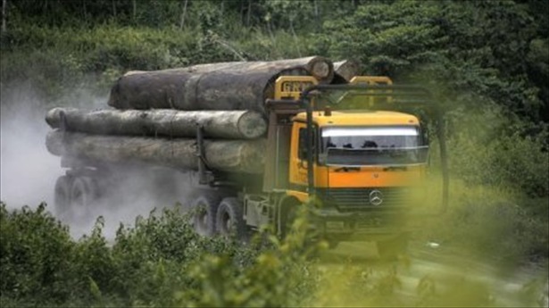 Report: Pahang Forestry Dept foils illegal logging worth RM400,000 in Temerloh, Bentong