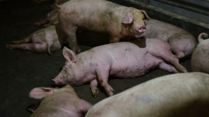 Pork sales plunge 50pc due to misinformation on ASF, says Sabah pig farmer