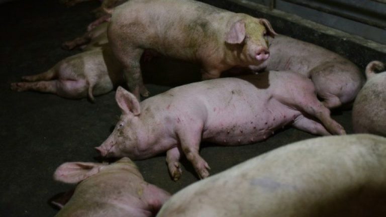 Pork sales plunge 50pc due to misinformation on ASF, says Sabah pig farmer