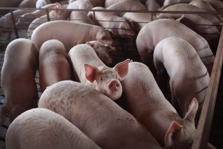 Court fines trader RM6,000 for transporting live pigs without permission in Penang
