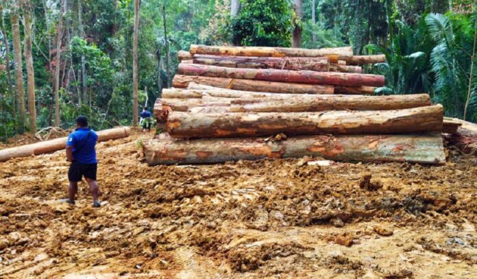 Orang Asli community up in arms as loggers intrude on ancestral land in Ulu Geruntum, Perak yet again