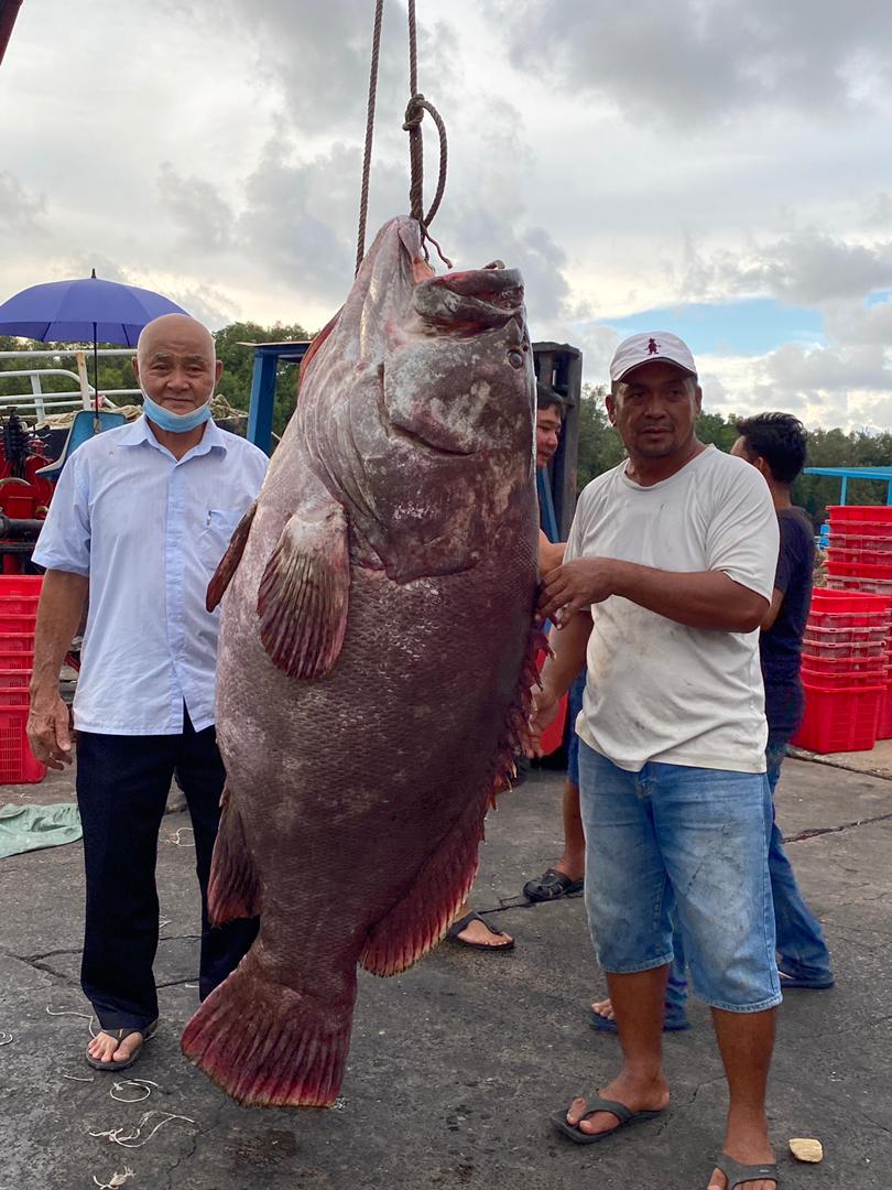 Fisherman lands whopping 161kg grouper in Miri