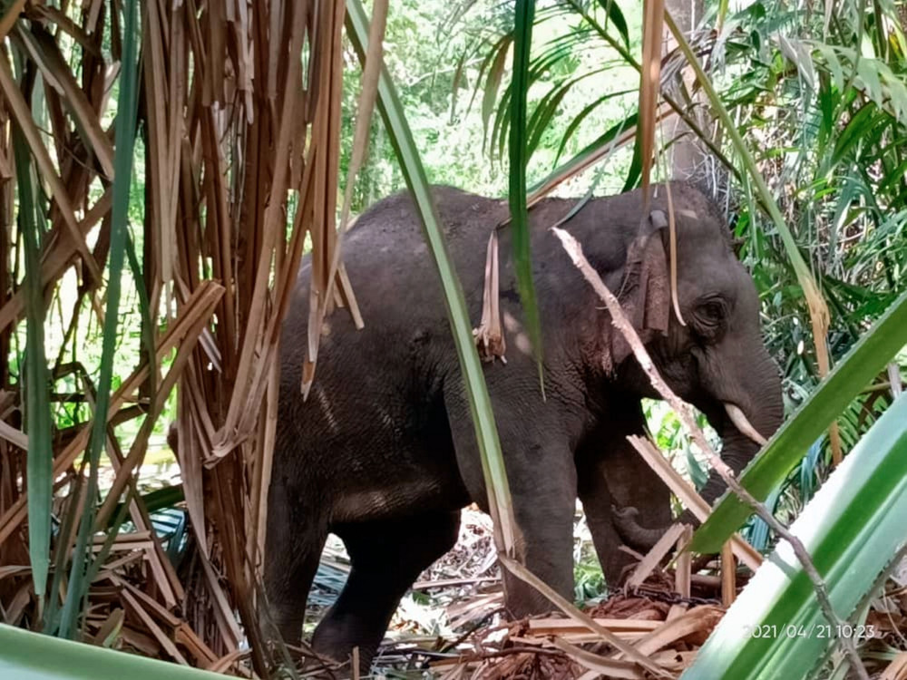 Two elephants captured after complaint they were roaming near Mersing military camp