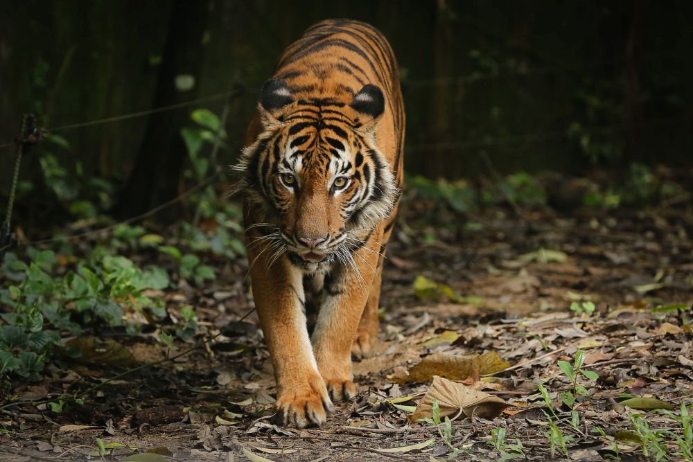Malayan tigers to go extinct if no drastic action is taken