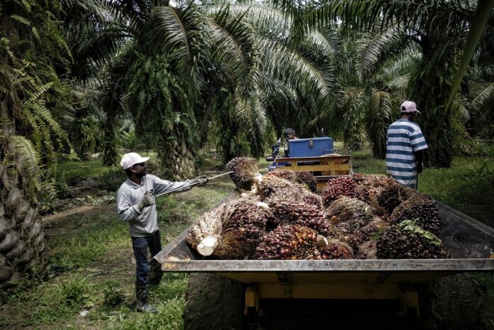 Agricommodity industry players must limit workforce capacity to 60pc, says minister