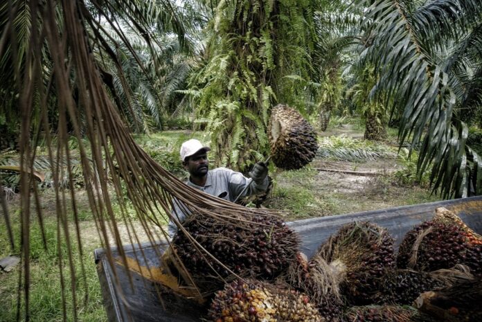 Malaysia says WTO agreed to establish panel to examine EU palm oil rules