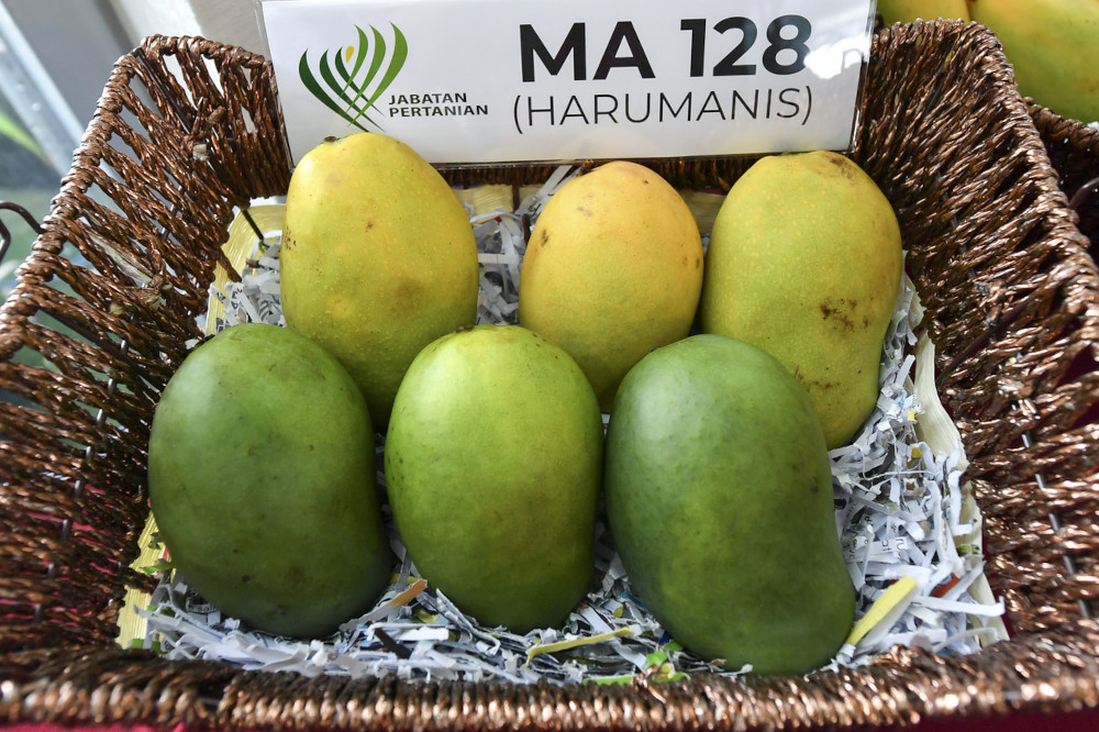 Harumanis mangoes record RM22m in online sales, says Agriculture Dept D-G
