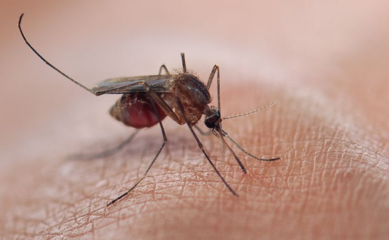 Labuan maintains zero human malaria cases since 2017, says Health Dept director