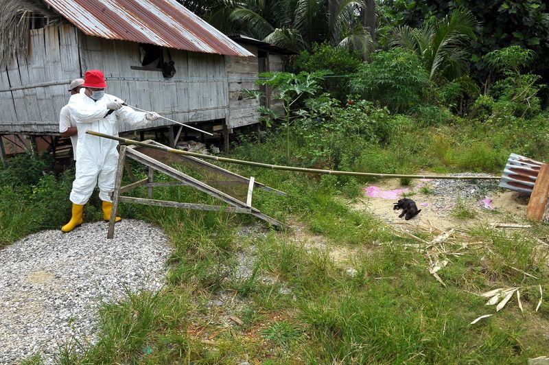 Two more areas in Sarawak declared rabies-infected