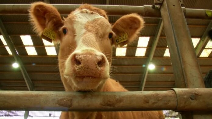 Veterinary Services Dept says Malaysia suspending import of cattle, buffaloes from Thailand over Lumpy Skin Disease