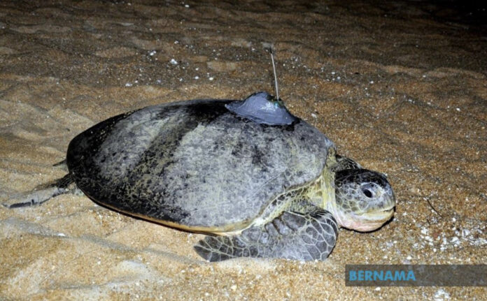 Conservationist excited over sighting of leatherback sea turtle in Pulau Redang waters