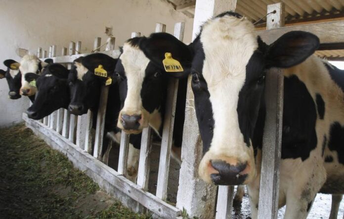 Agriculture Ministry tightens checks on imported cattle at Malaysia’s border to prevent Lumpy Skin Disease